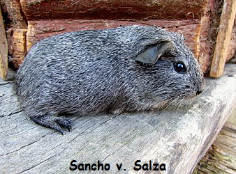 Sancho