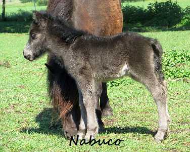 Nabuco