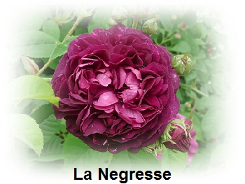 La Negresse