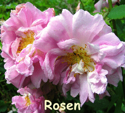 Rosen