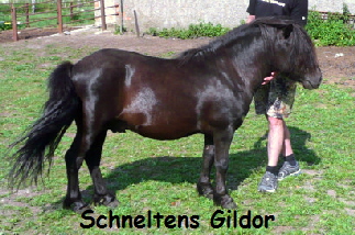 SchneltensGildor