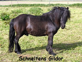 SchneltensGildor