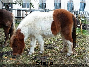 Stella