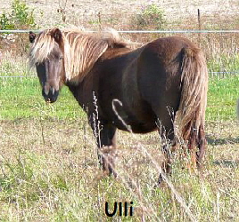 Ulli