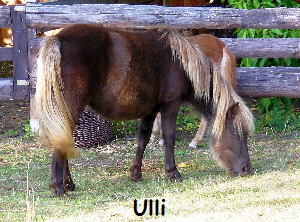 Ulli