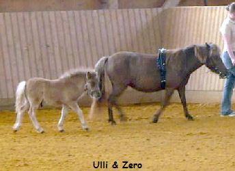 Fohleneintragung Ulli mit Zero Fohleneintragung Ulli mit Zero
