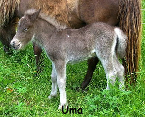 Uma