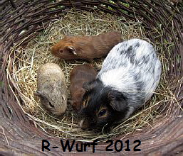 Veilchen_RWurf2012