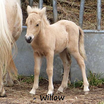 Willow