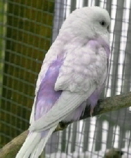 Zimt-Opaline Spangle Violett