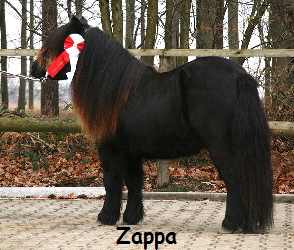 Zappa