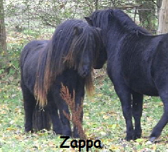 Zappa