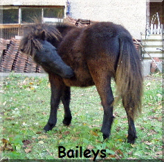 Baileys