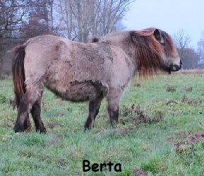 berta