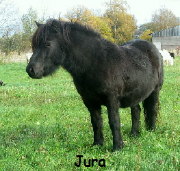 jura112013(1)