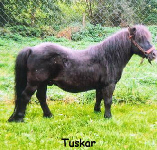 tuskar2