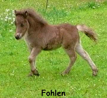 Fohlen